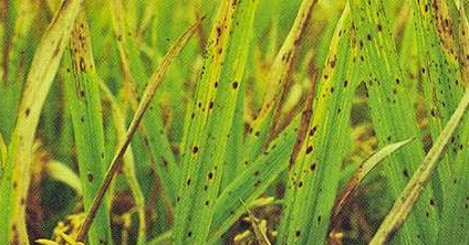 Penyakit helminthosporium oryzae - Rice Diseases: Brown Spot yorki belfereg