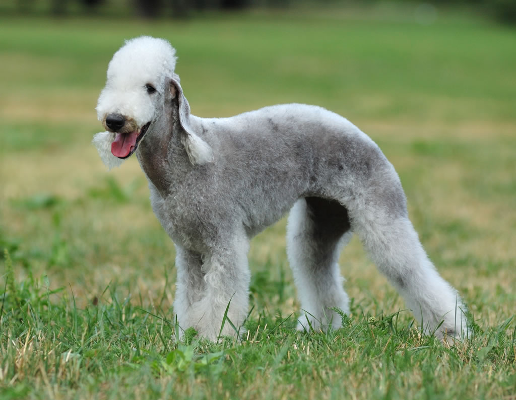About Dog Bedlington Terrier Is Your Bedlington Terrier Potty Trained