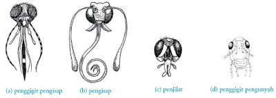Tipe-tipe mulut anggota Subkelas Pterygota