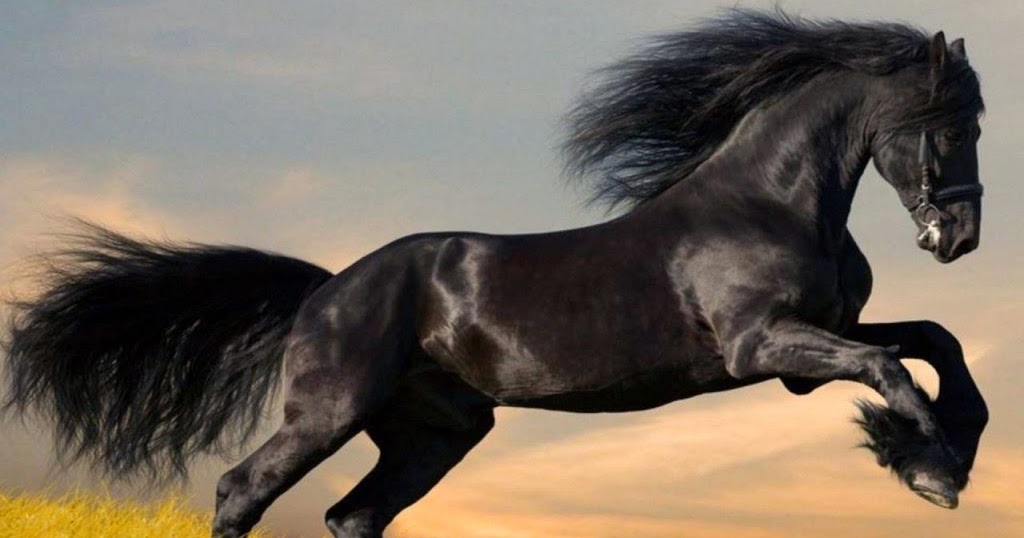 Origen Del Caballo (Equus ferus caballus)