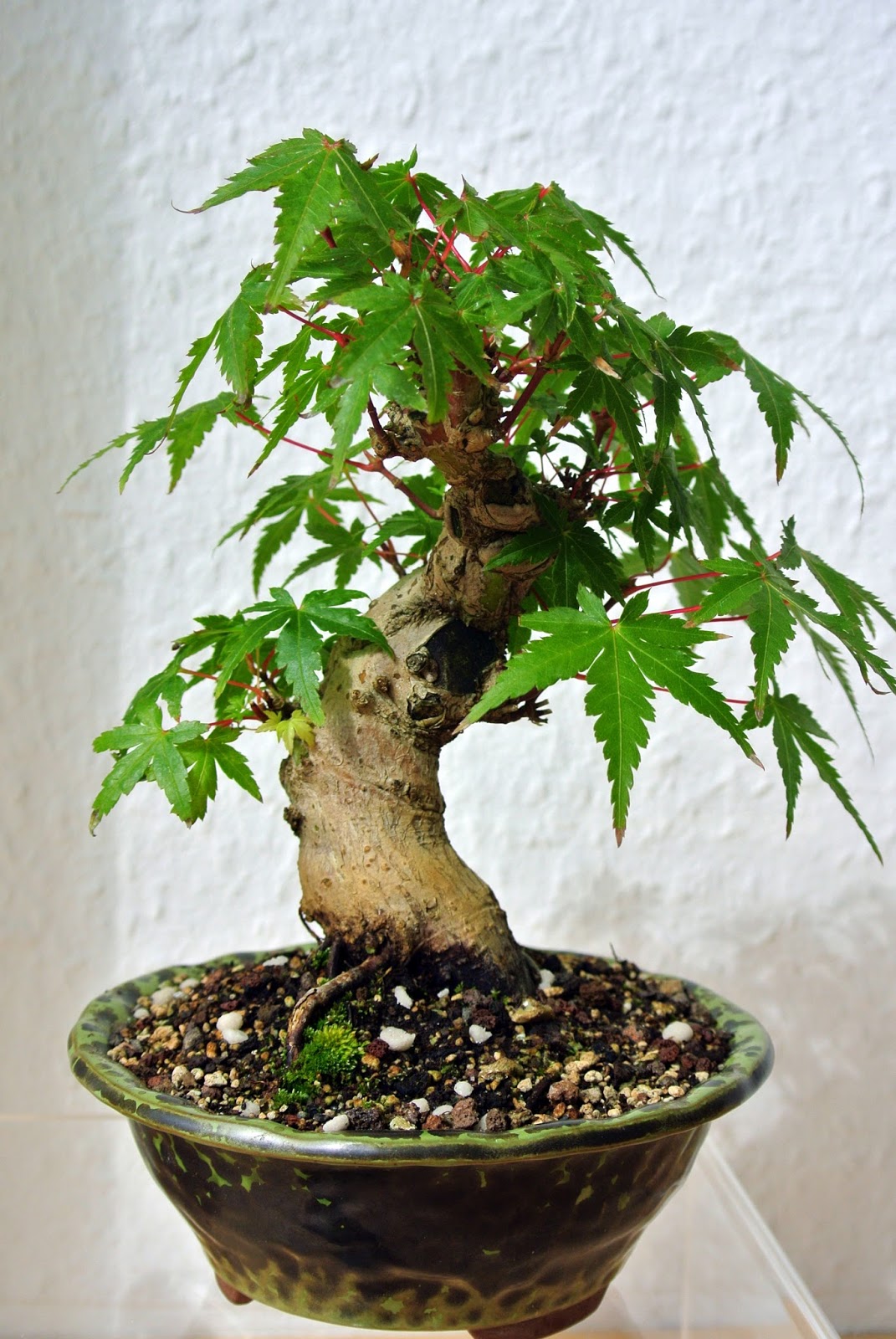 Bonsai Gemeinschaft Mein Bonsai Garten Update 2013