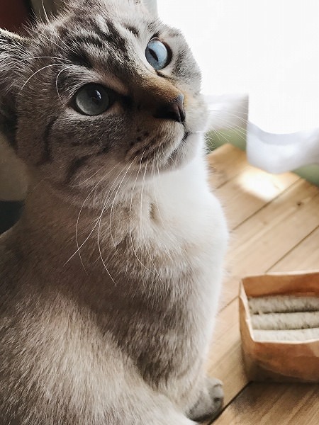 キラキラの青いおめめ