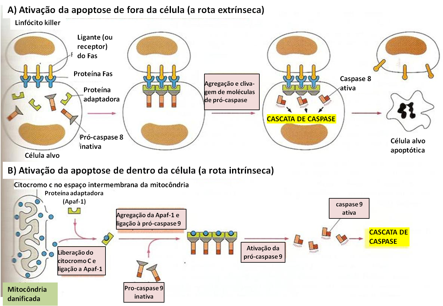 Sobre A Apoptose Marque A Alternativa Incorreta