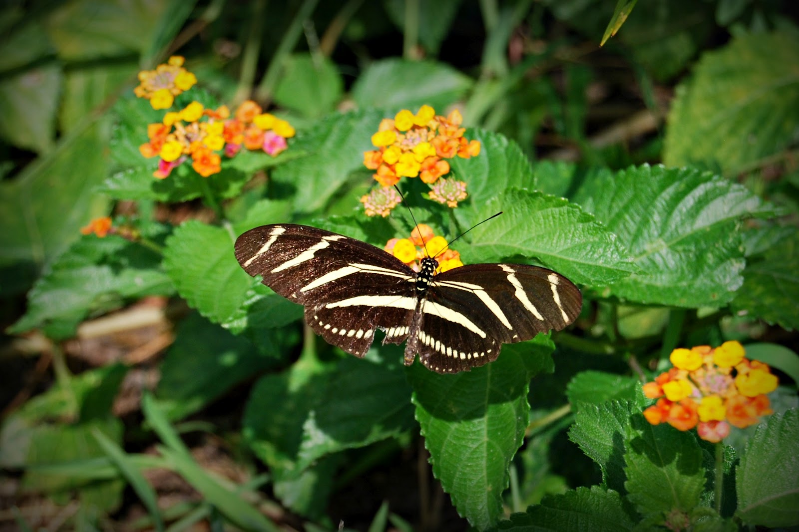 Life Through My Lens Florida Butterflies