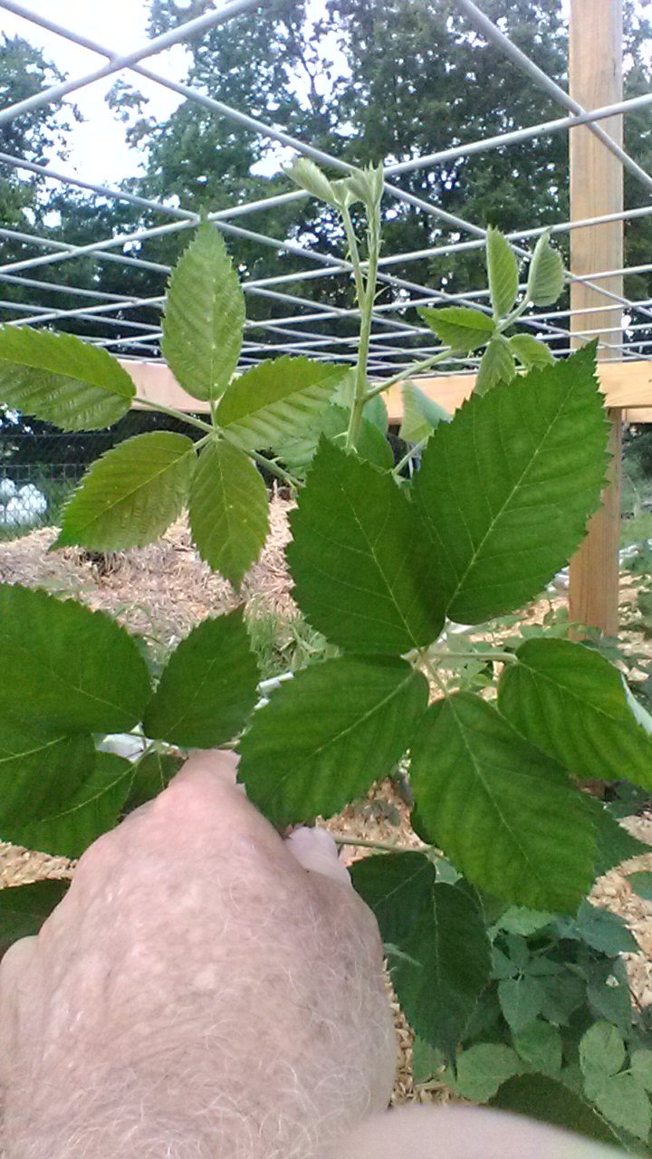 I Grow Vegetables Growing "Kiowa" Blackberries