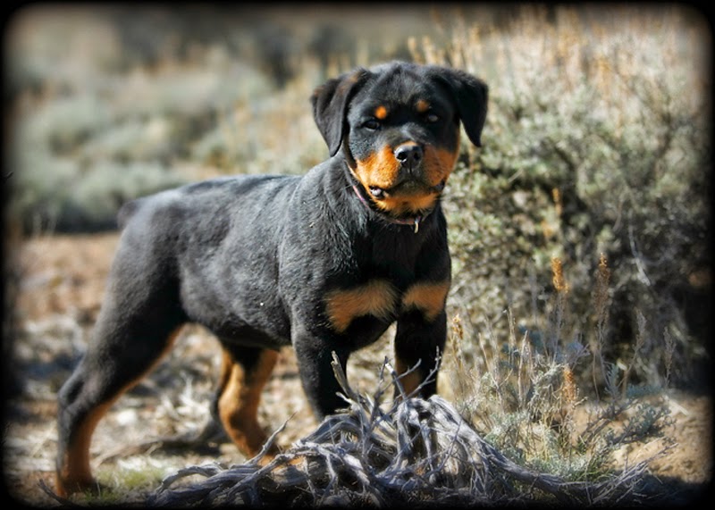 Rules Of The Jungle German Rottweiler Puppies