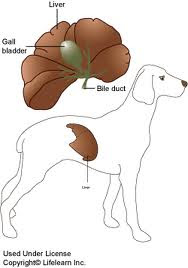 топография печени у крс.