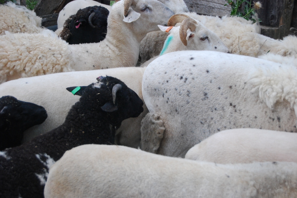 Possum Blue Sheep Husbandry