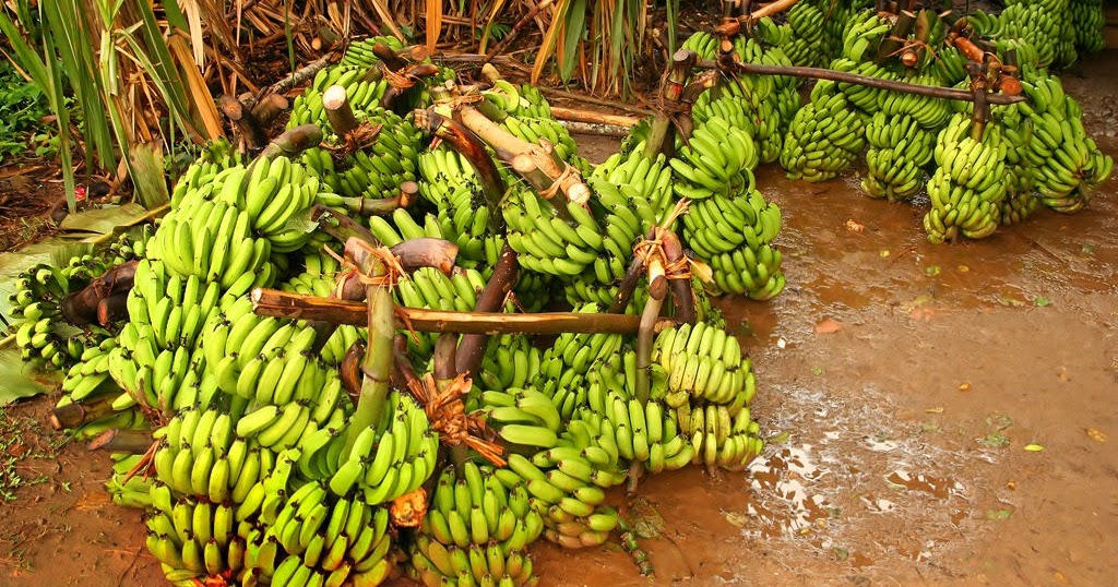 Les bio bananes équitables, Brochenin à Rungis: Bananes: un marché ...