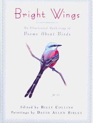 anthology illustrated wings bright poems birds