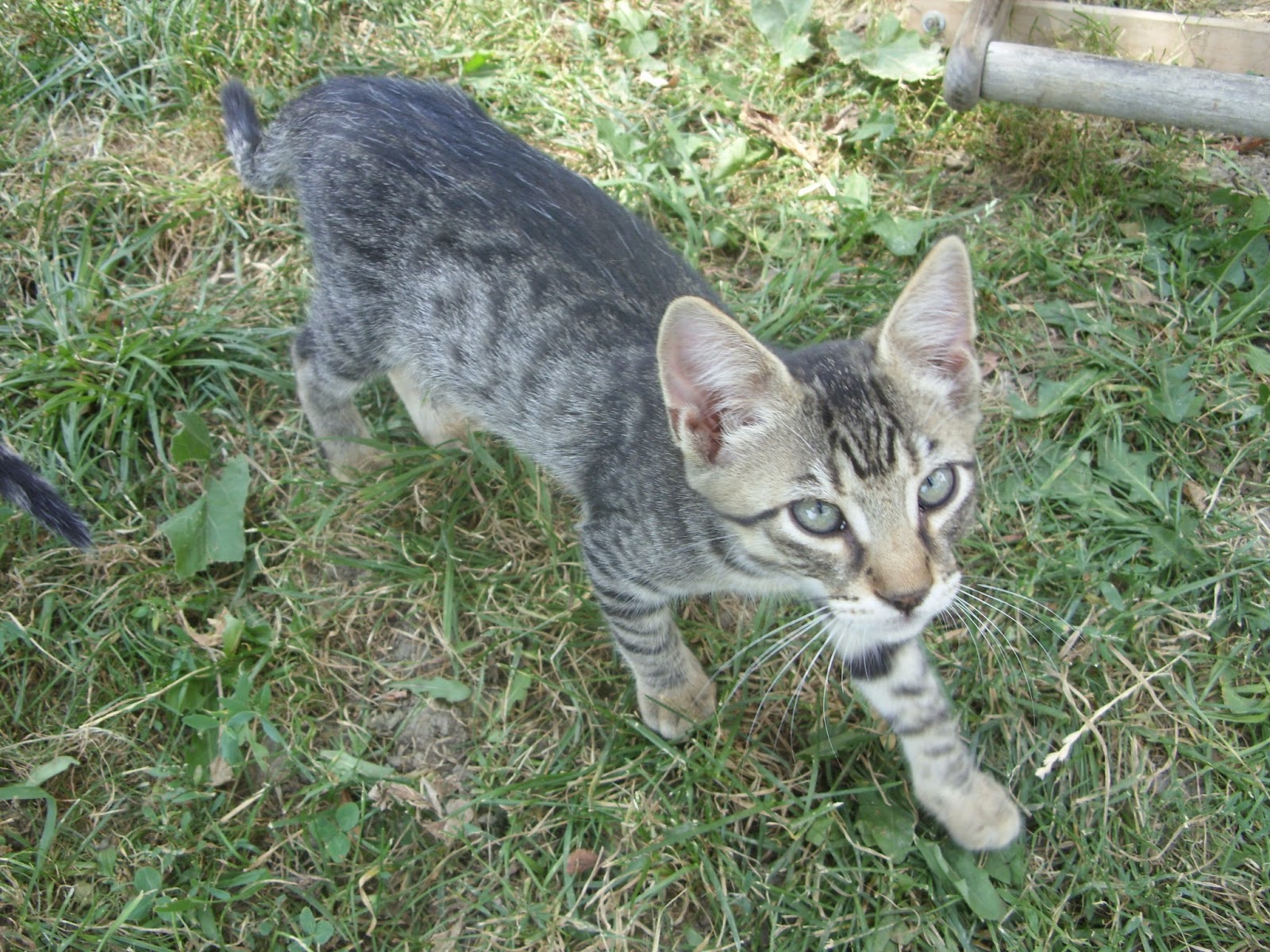 adoptieanimale.ro: Pisicute dragute