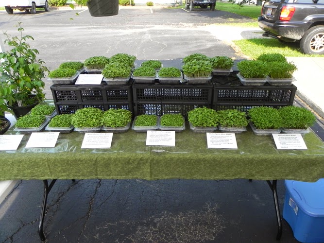 Real Veggies Farm Blog Microgreens at the Market