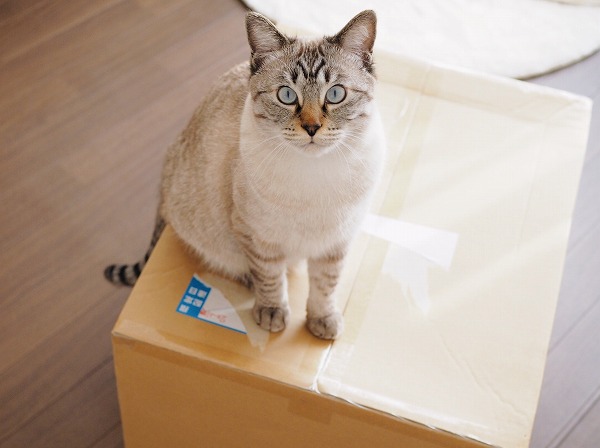 大きなダンボール箱の上に座っているシャムトラ猫
