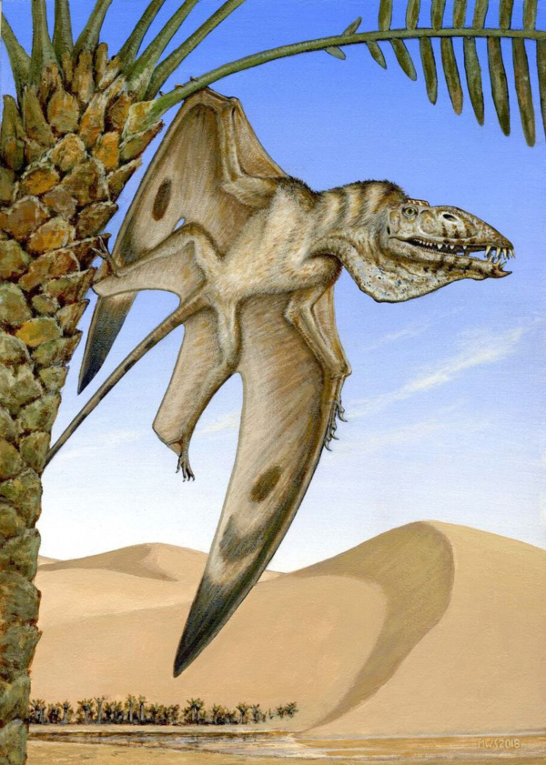 Paleontólogo brasileiro afirma que pterossauro tinha penugens - 25