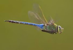 dragonflies humming birds dragonfly helicopters
