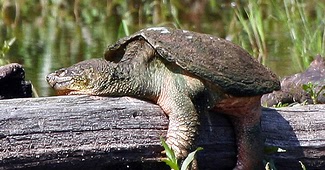 infección de ojo de tortuga rusa infección de ojo de tortuga rusa