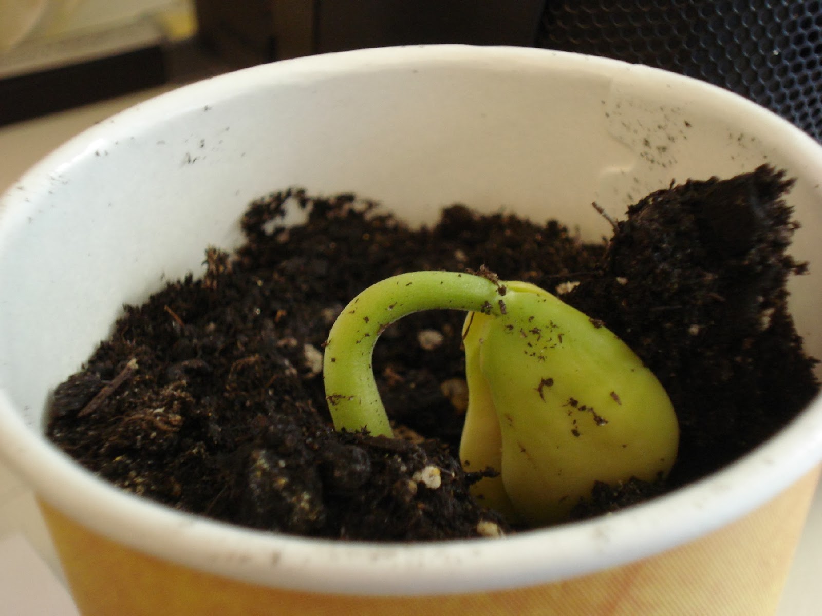 MrsQuimbyReads Teaching Resources Encourage Discovery!