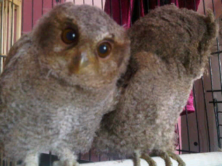 Faza Fatimah Zahrah Celepuk Si Burung Hantu Mini