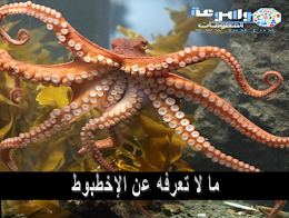 معلومات عن الإخطبوط