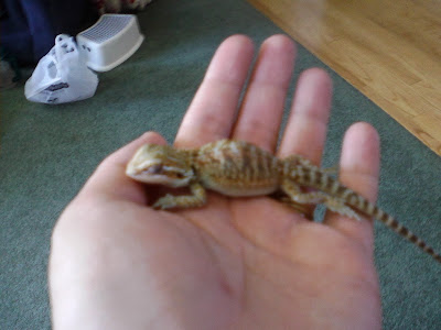 dark-spots-bearded-dragon-belly-2 dark-spots-bearded-dragon-belly-2