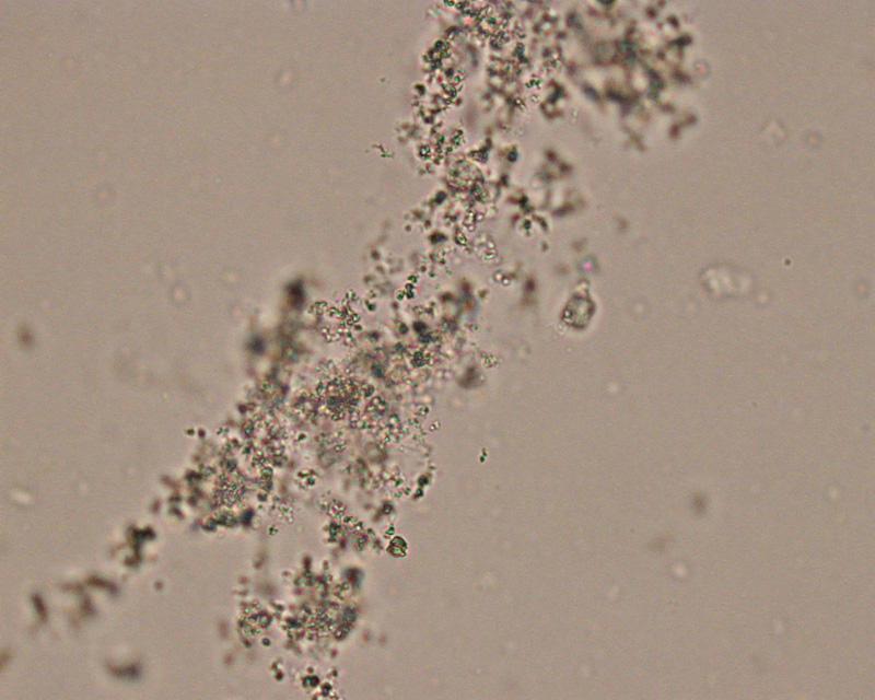 Syp ivermectin