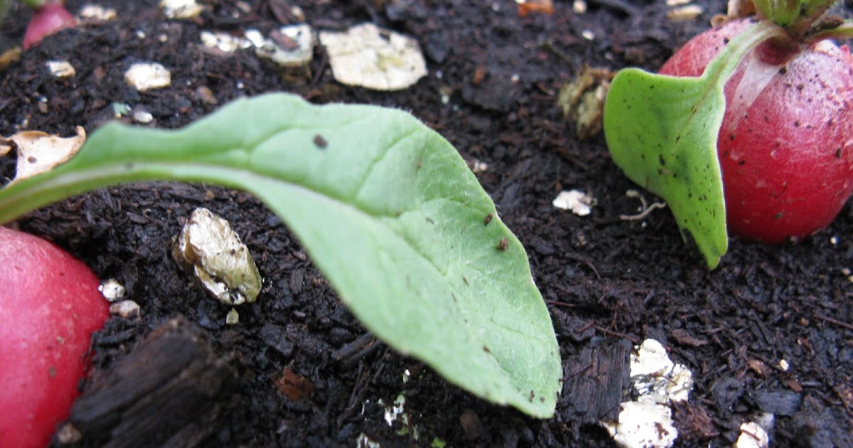 Raised Food: red radish reveals itself!