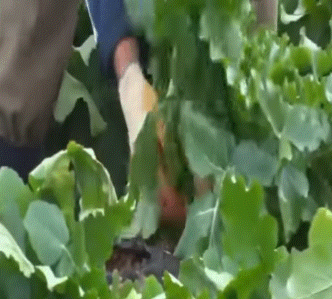 안무로 농사짓는 아이돌ㅋㅋㅋㅋ.gif | 인스티즈