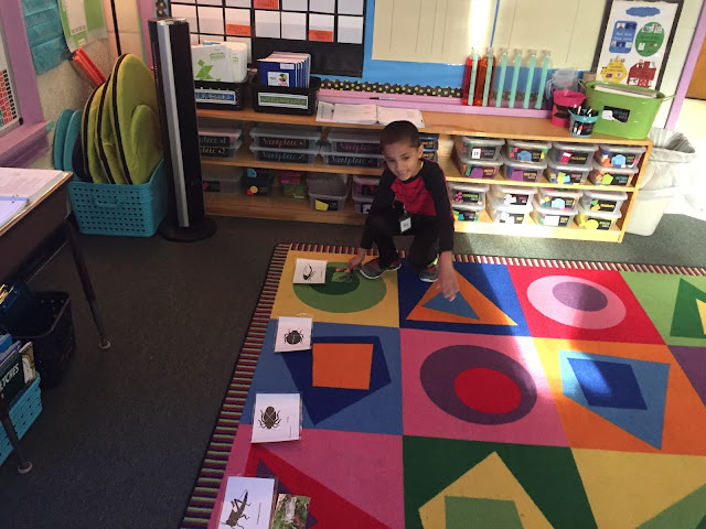 student sorting insect picture