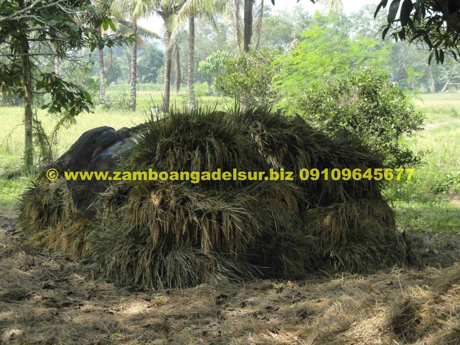 Zamboanga del Sur Properties FOR SALE 2.5 HECTARES RICEFIELD AT
