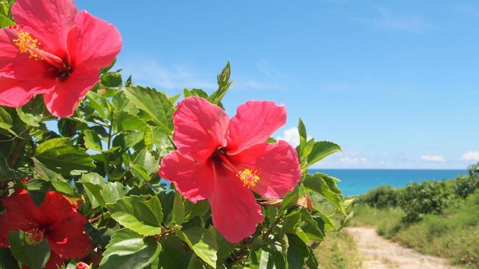 A Haitian Treasure: Hibiscus, Haiti&rsquo;s National Flower