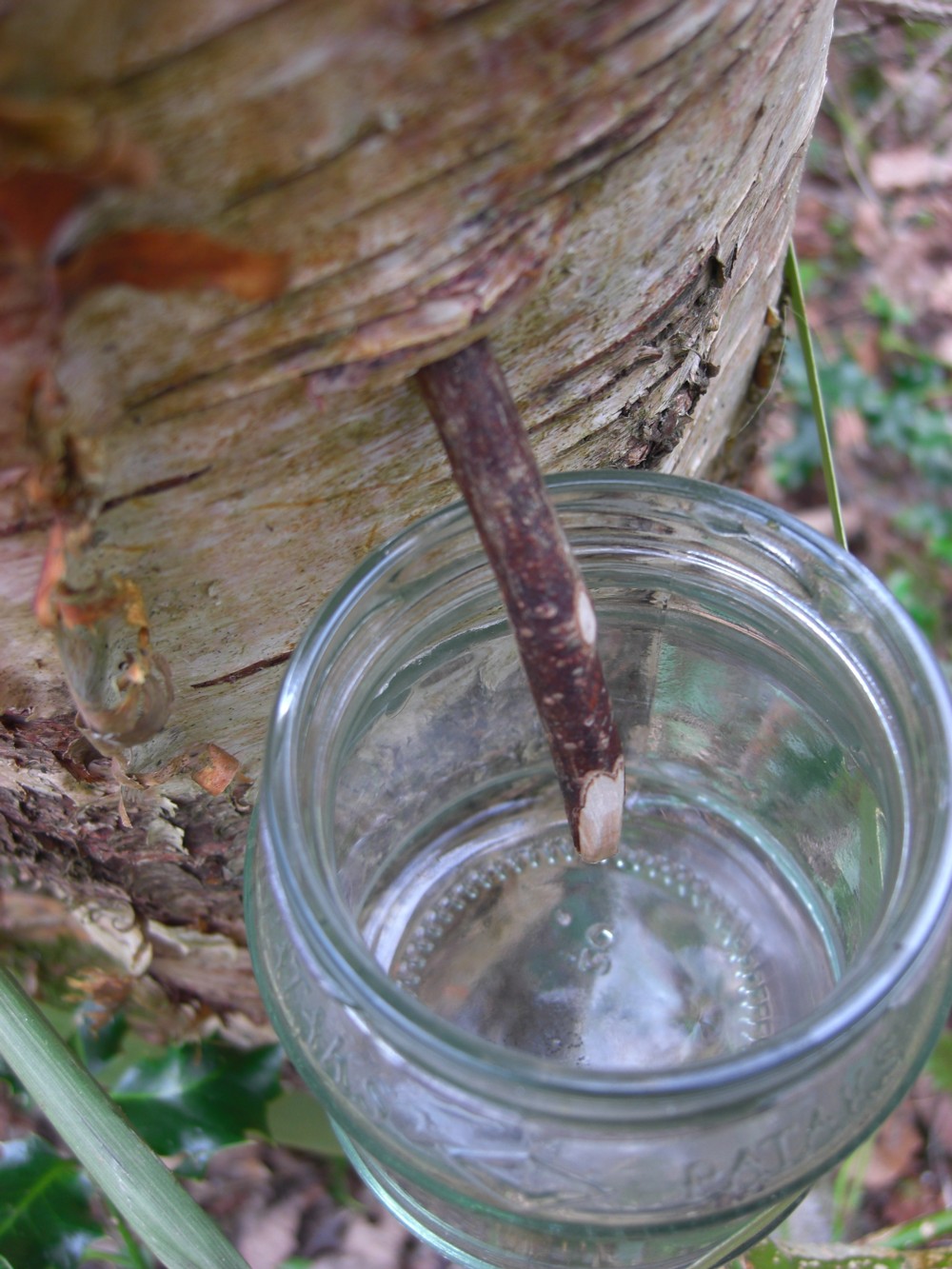 Gardening Matters Tapping Sap from Birch Trees