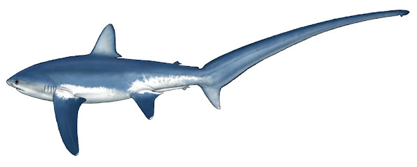 Saban (sapan) köpekbalığı