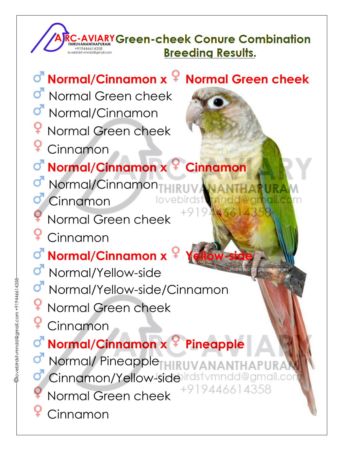 Green-cheek Conure Combination Breeding Results.