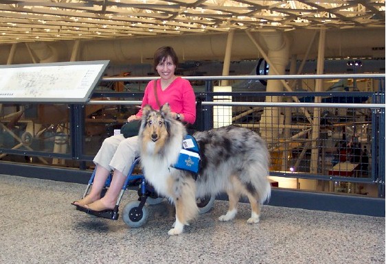 are collies good service dogs