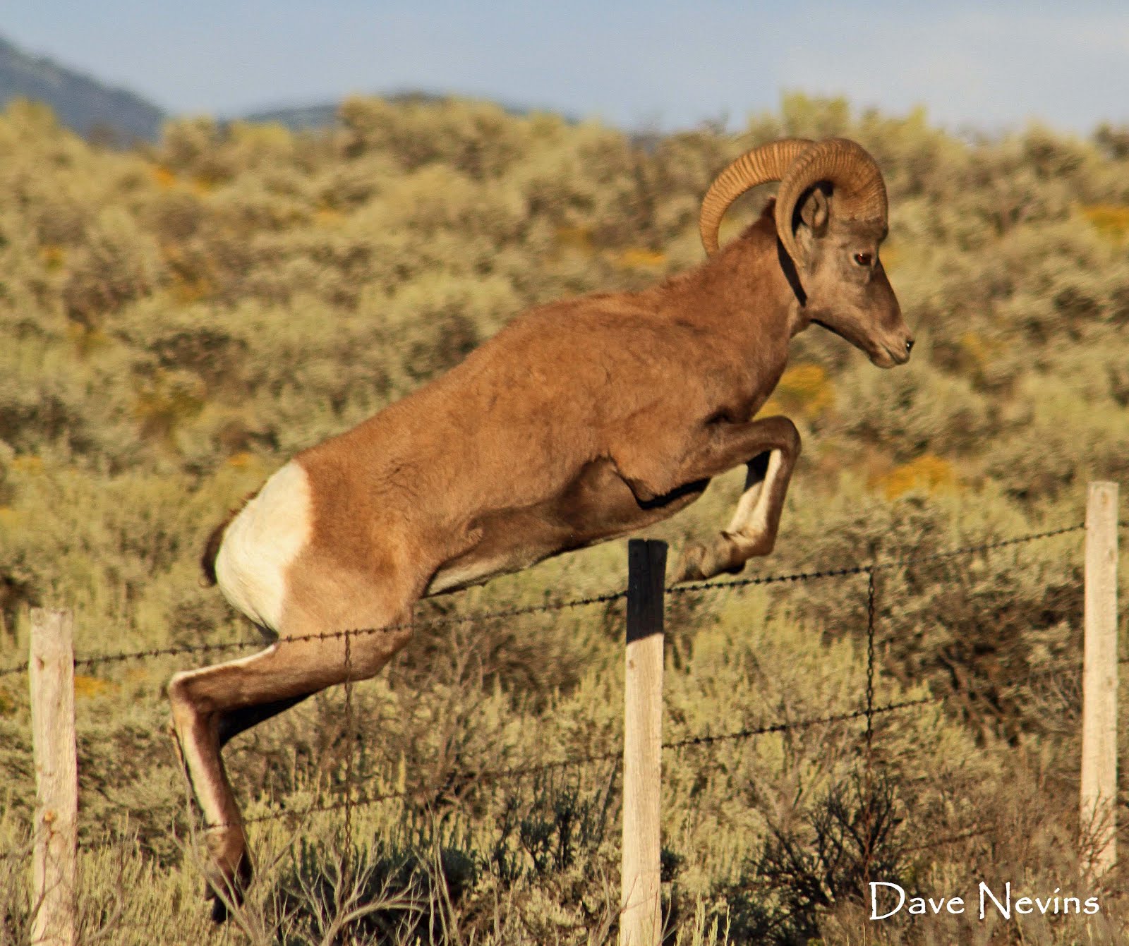 Bighorn Sheep jumping fence - Taos, NM