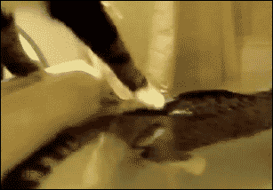 Funny cats - part 196, best cat gif, cute cat gif, adorable cat gifs
