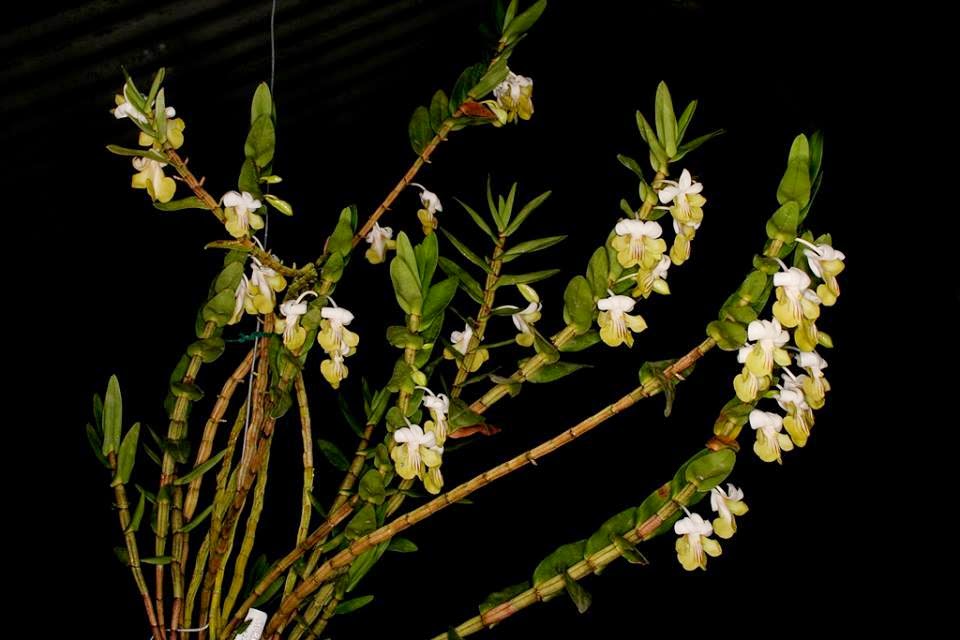 Hoàng thảo Hương Duyên (Dendrobium ellipsophyllum)