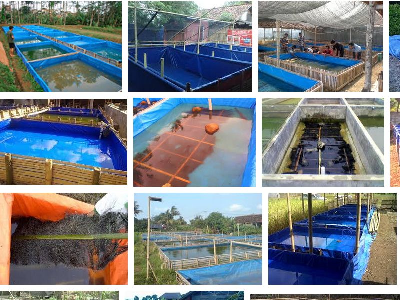 Memahami Faktor-faktor Kunci dalam Pembenihan Ikan Lele di Desa Cikoneng