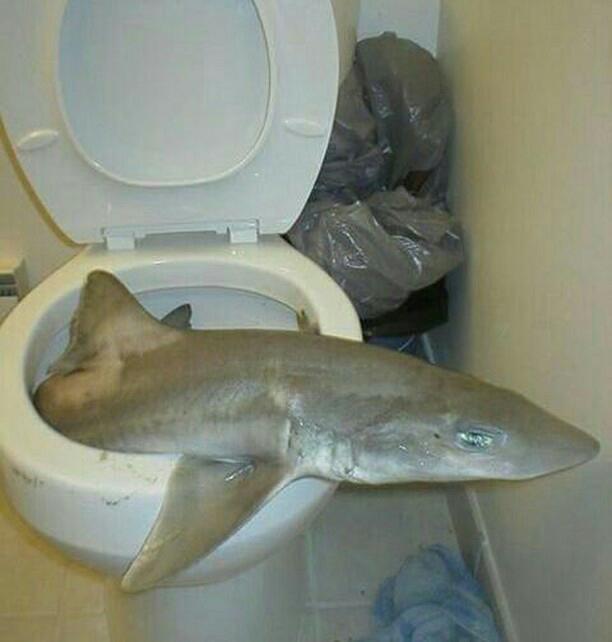 Animal Review Mongolian Toilet Shark