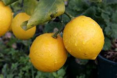 Vitamin C Source Lemons