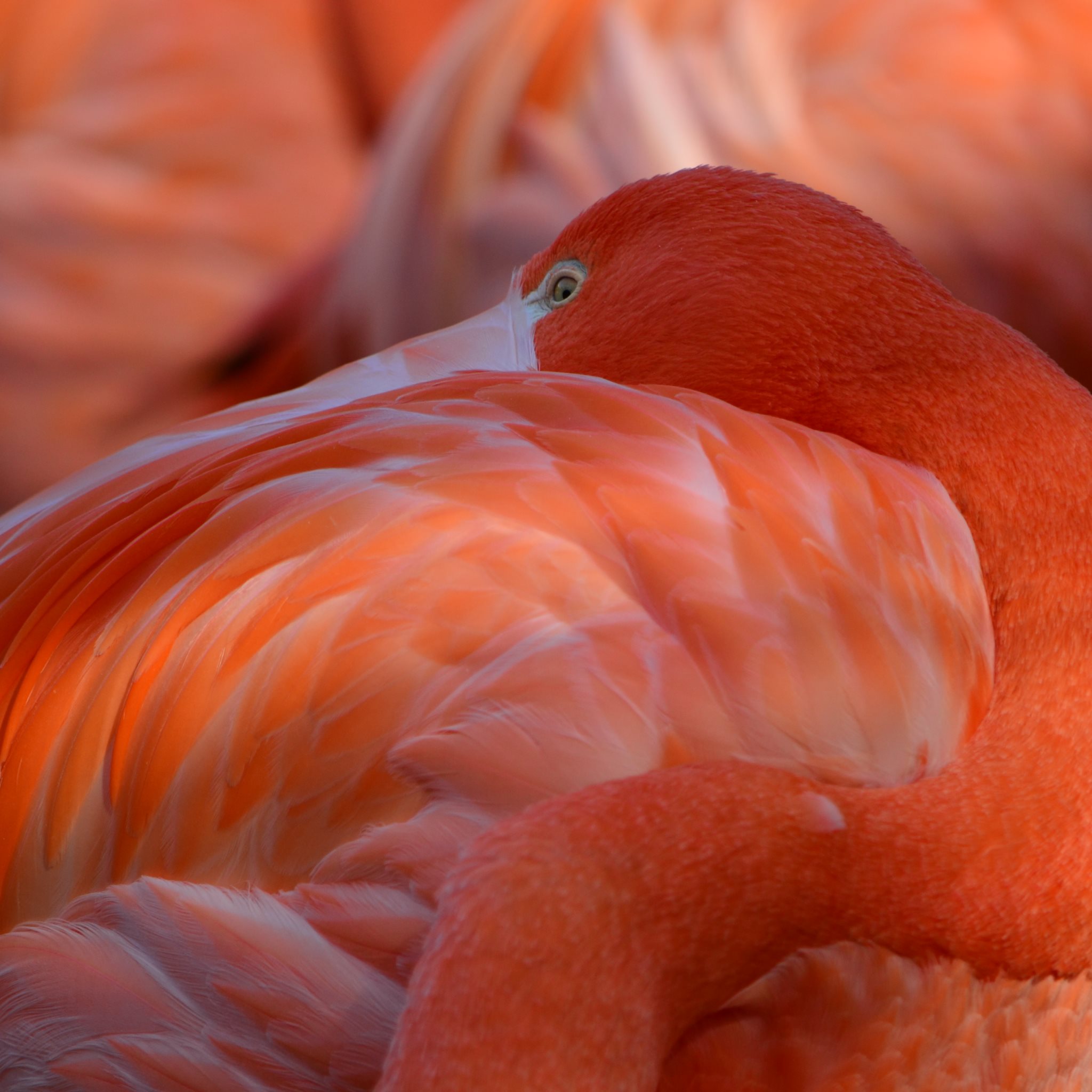 Red Flamingo for iPad: 2048x2048 (compatible with any iPad screen)