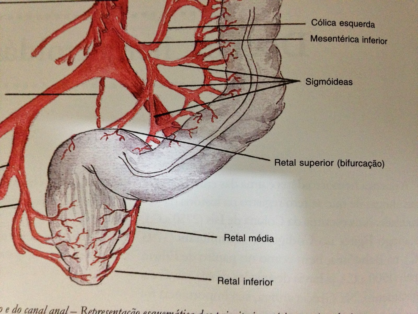 Blog do Saúde Médica: Hemorroida: Cirurgia sem corte, e nem cicatrizes.