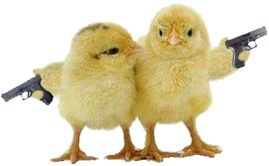 CARA MEMELIHARA AYAM DI PEKARANGAN | Informasi Utama