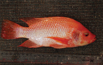 Ikan nila yang dibuang ke sungai Ikan nila yang dibuang ke sungai