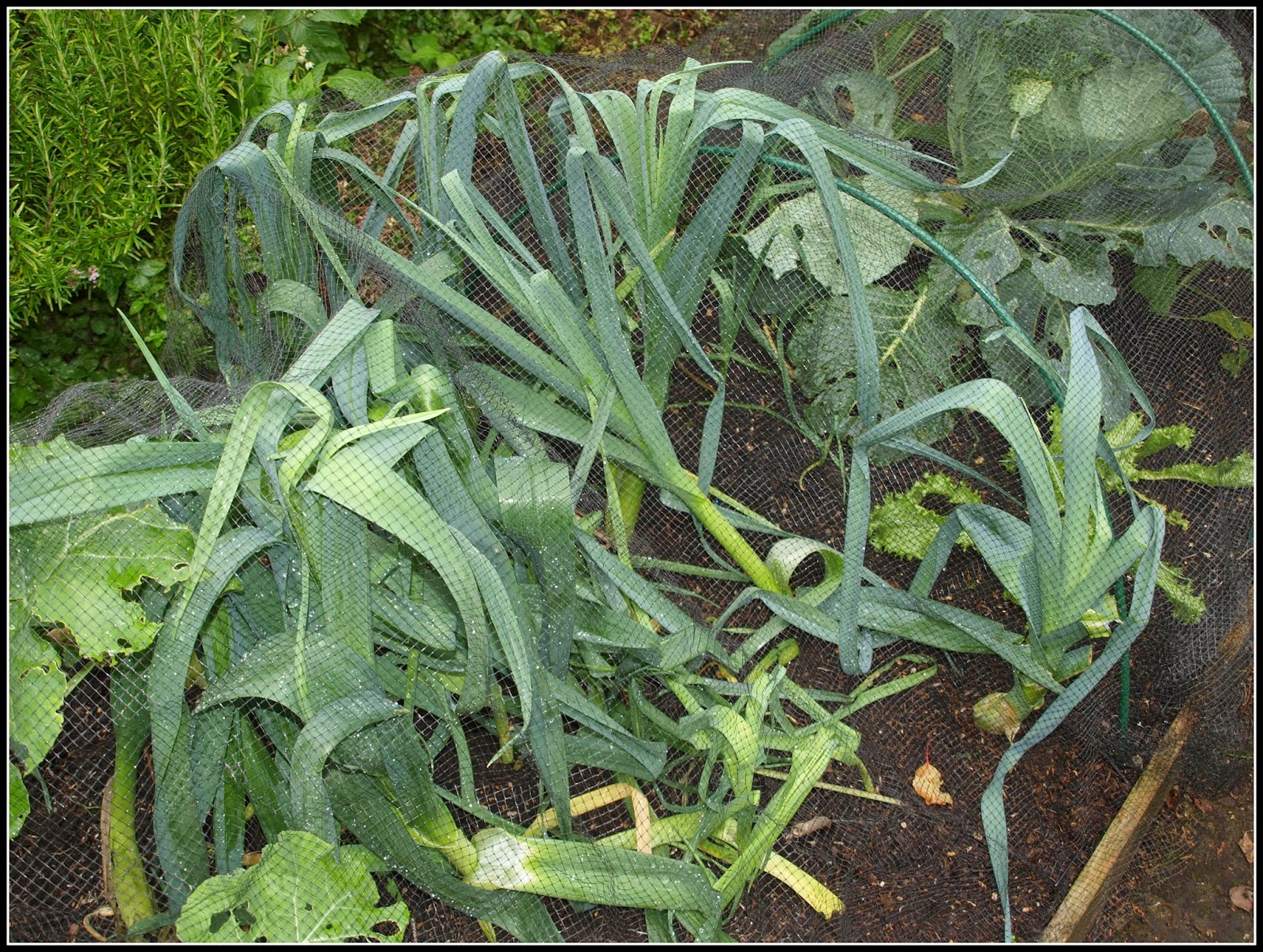 Mark's Veg Plot: Leeks under attack