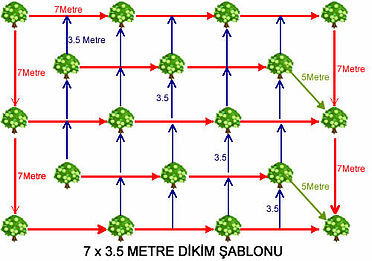 Bodur Ceviz Dikim Araligi