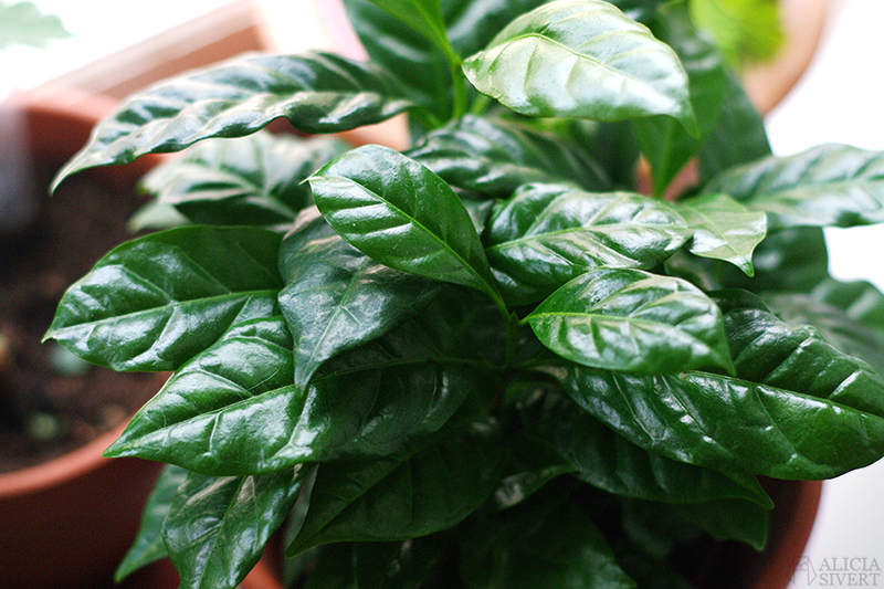 Plants, photo by Alicia Sivertsson.