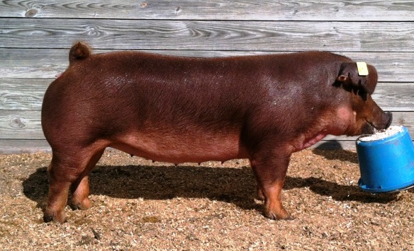 NSR Fieldview: Updated National Barrow Show® Hog College Entries