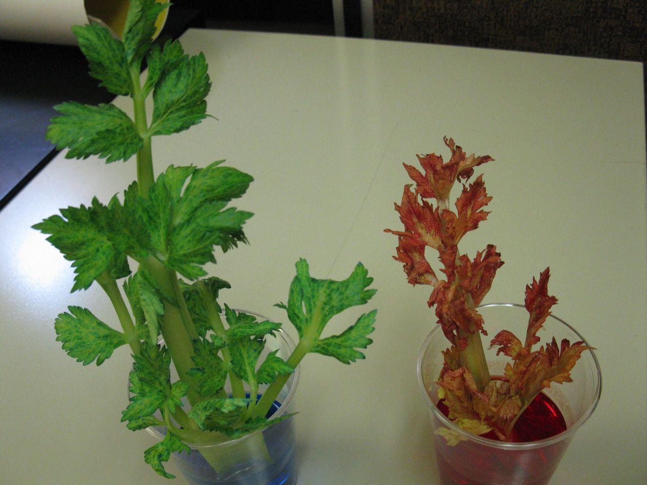 Mr H PHSS Principal s Blog Celery Experiment Mr H PHSS Principal s Blog Celery Experiment