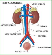 arteria renal izquierda